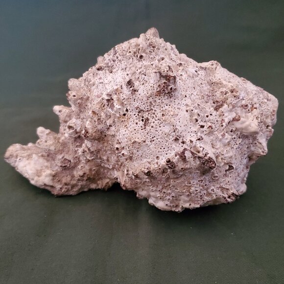 Extra Large Sandy Sea Shell with Wide Mouthed Spikey Conch - Picture 5 of 12